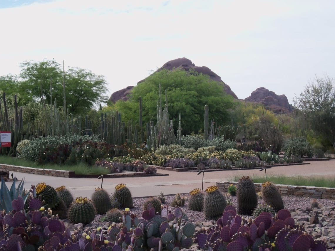 Botanical Gardens Phoenix