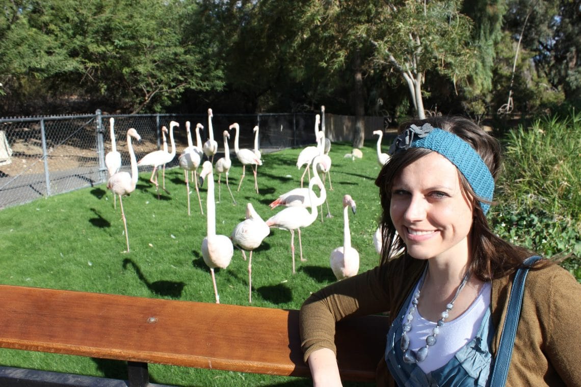 Flamingos at the Phoenix zoo. 