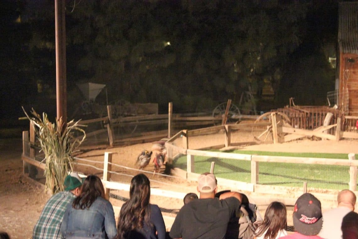 Pig racing at Schnepf Farms Pumpkin and Chili Festival. 