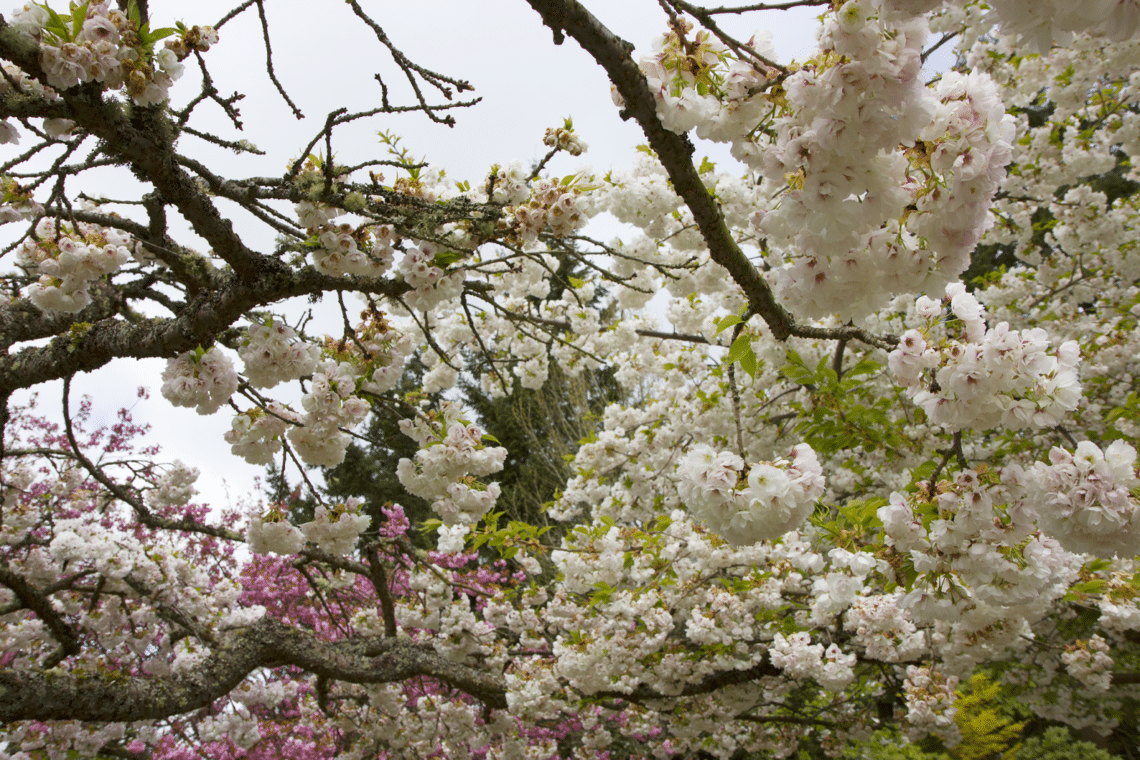 Seattle Washington LDS Temple