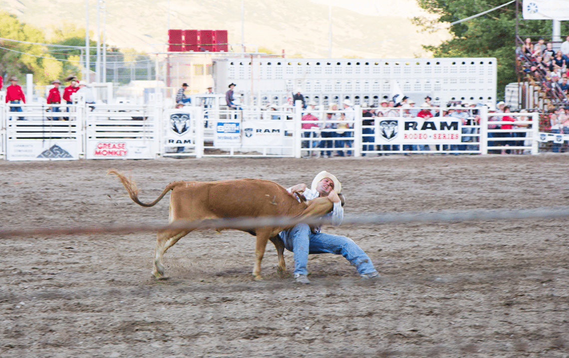 Bull wrestling at the Strawberry Days Rodeo. 