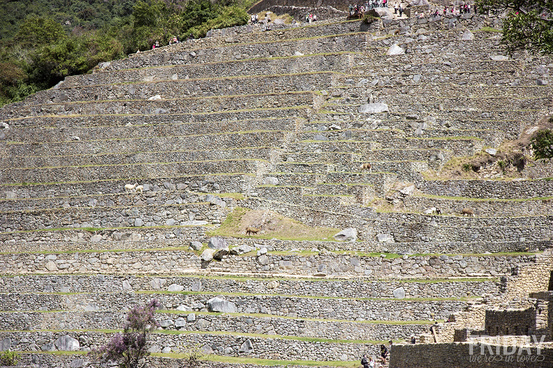 Grazing LLamas of Machu Picchu
