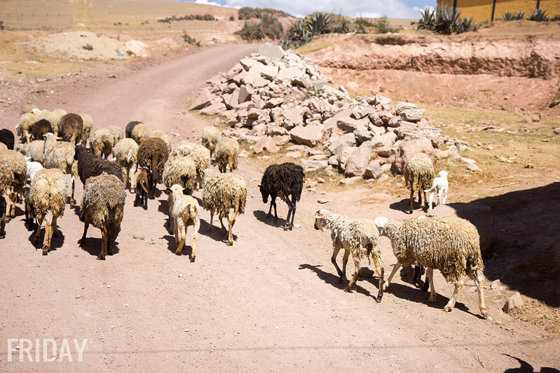 Sheep crossing in Peru. 