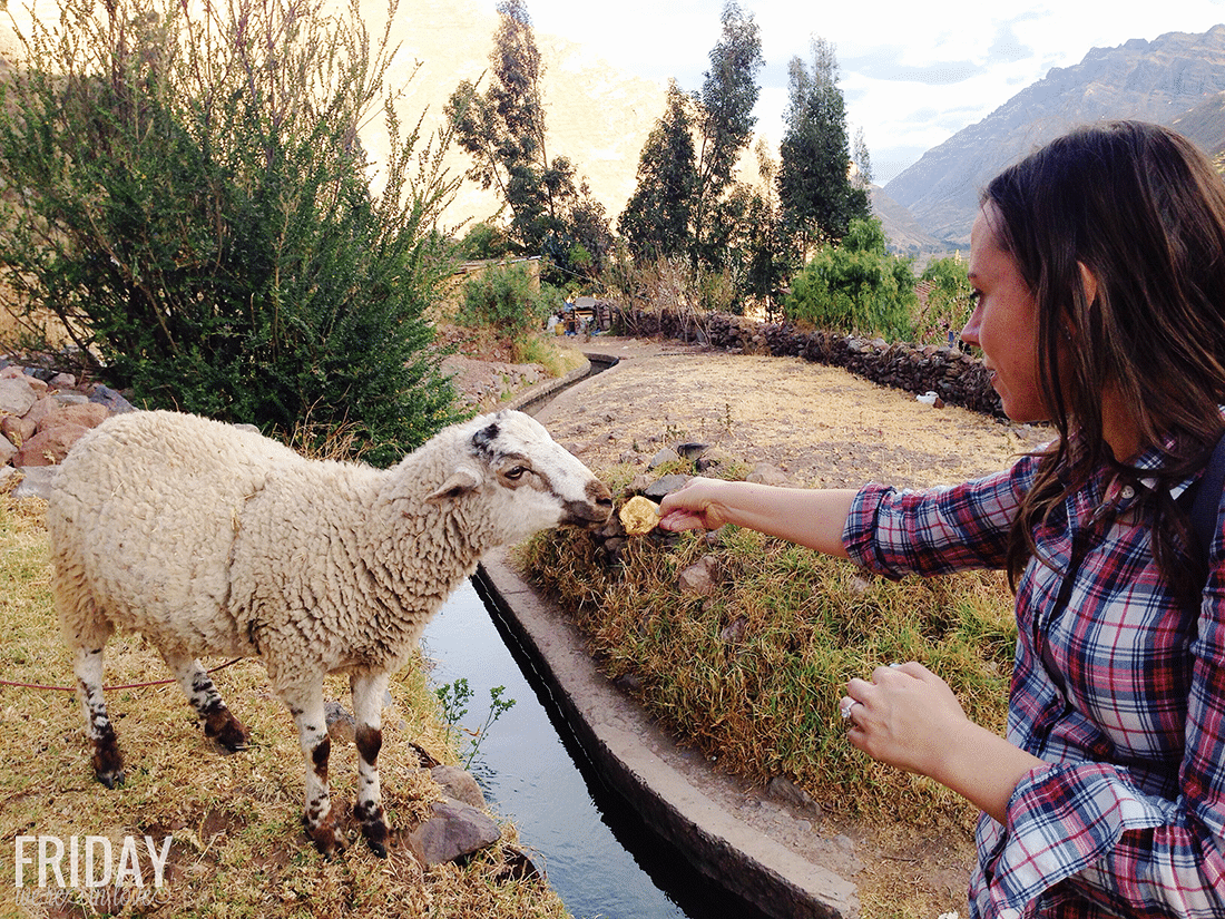 Feeding a wild sheep in Pisac, Peru. 