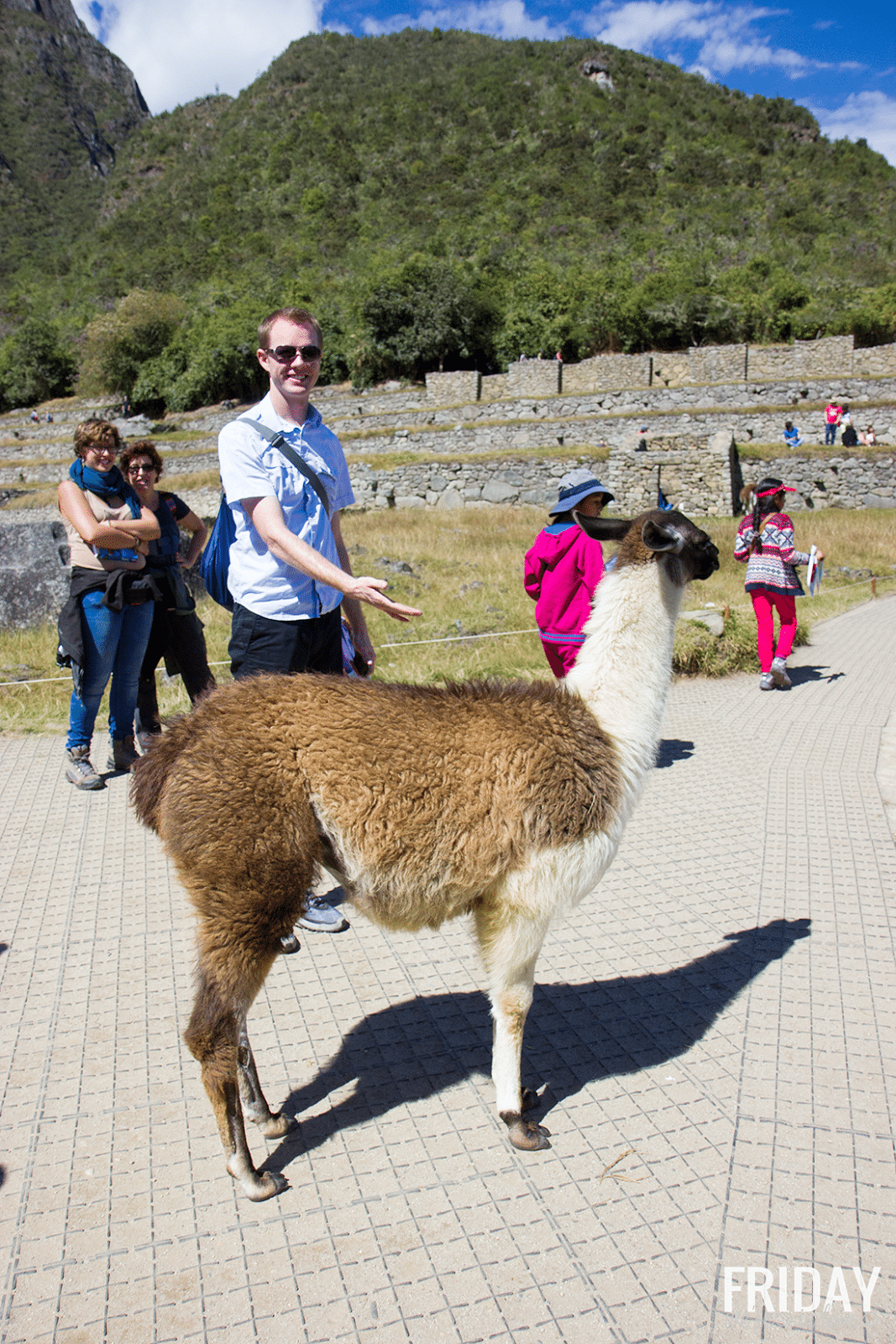 Machu Picchu Llama petting 