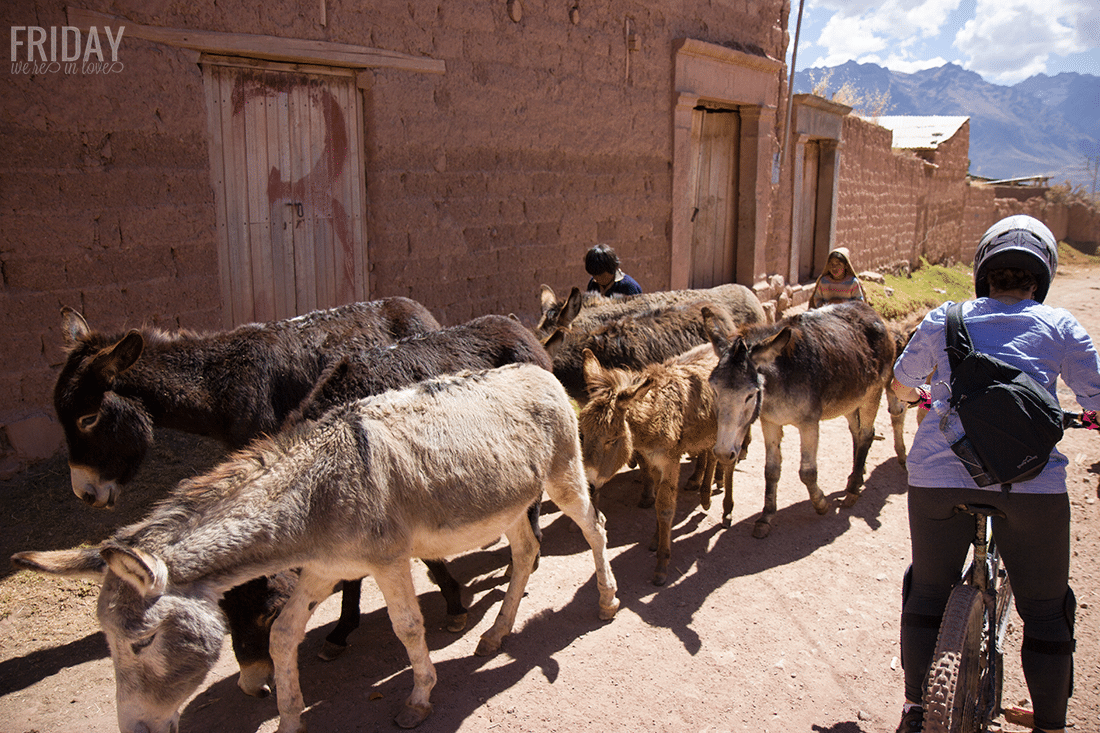 Donkeys in Peru. 