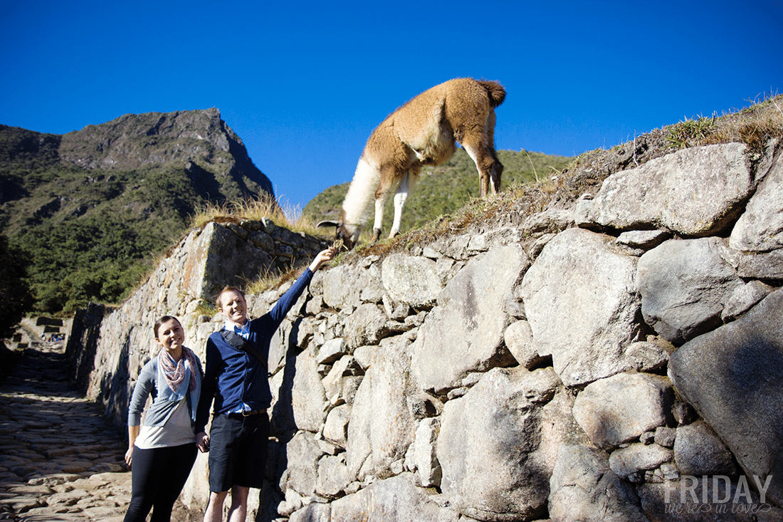 llama of Machu Picchu