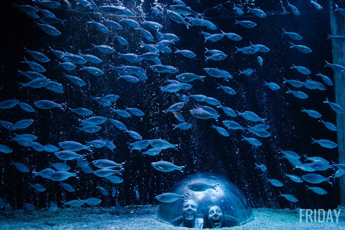 Sea Life Aquarium Arizona