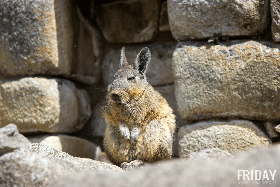 Machu Picchu Wildlife 