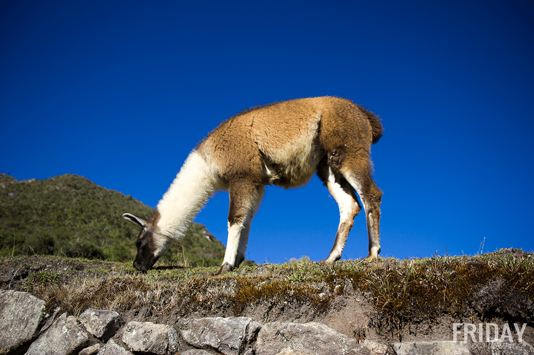llamas of Machu Picchu