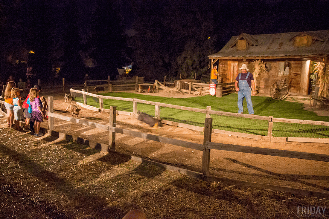 Hog Calling at Schnepf Farms Pumpkin and Chili Fest at nighttime. 