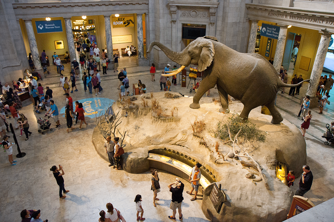 Smithsonian Natural History Museum Washington D.C.
