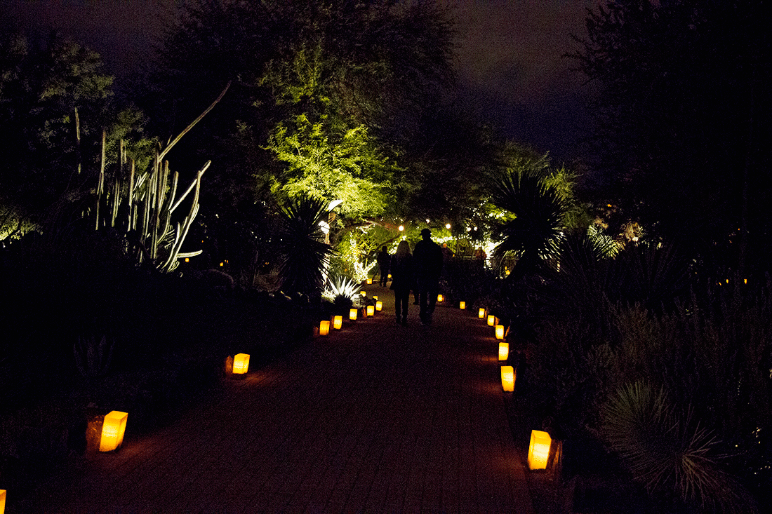 Desert Botanical Garden Phoenix- Luminarias Festival 