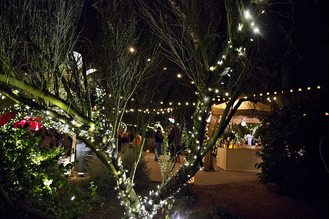 The desert lit up at Las Noches de Las Luminarias at the Desert Botanical Gardens. 