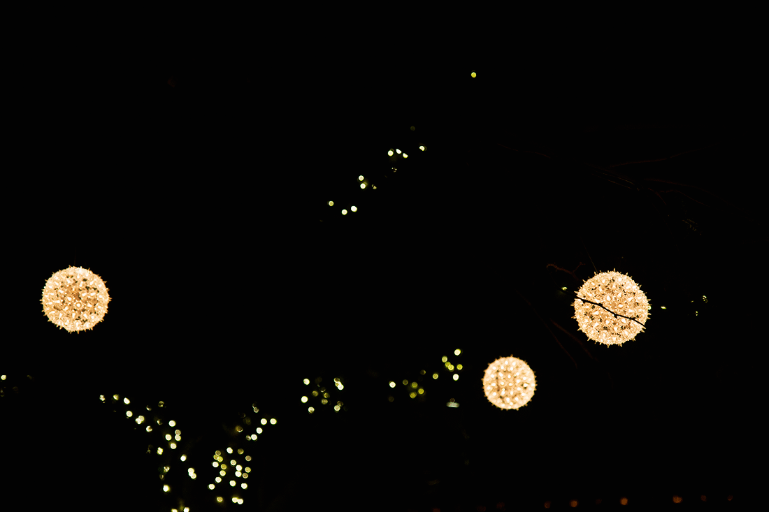Trees lit up at Las Noches de Las Luminarias at the Desert Botanical Gardens. 