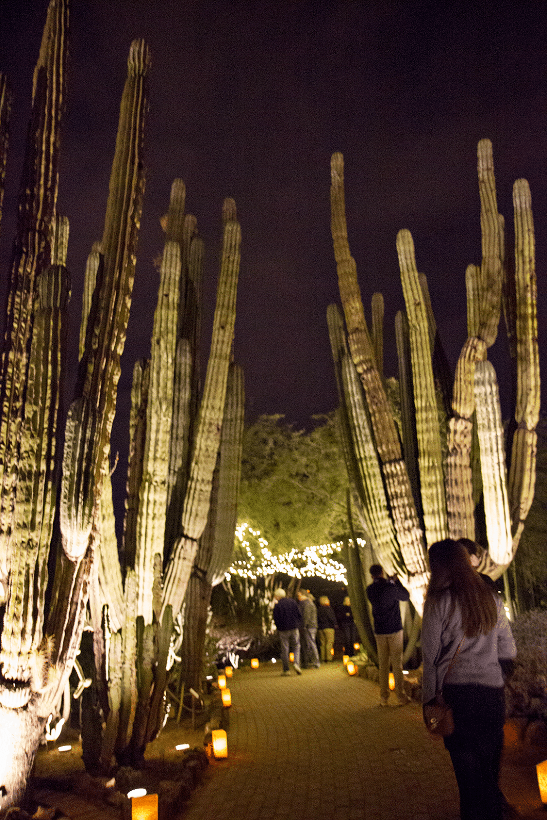 Cacti lit up at Las Noches de Las Luminarias at the Desert Botanical Gardens. 