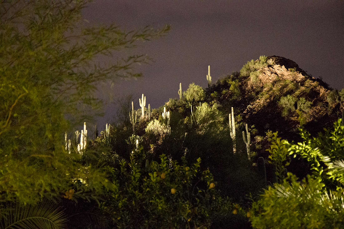 Cactus scape at Las Noches de Las Luminarias at the Desert Botanical Gardens. 