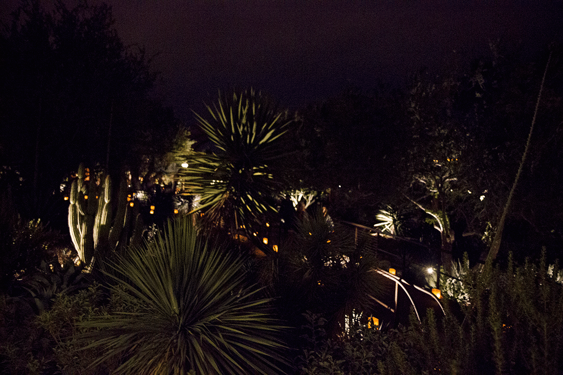 Desert plants lit up at Las Noches de Las Luminarias at the Desert Botanical Gardens. 