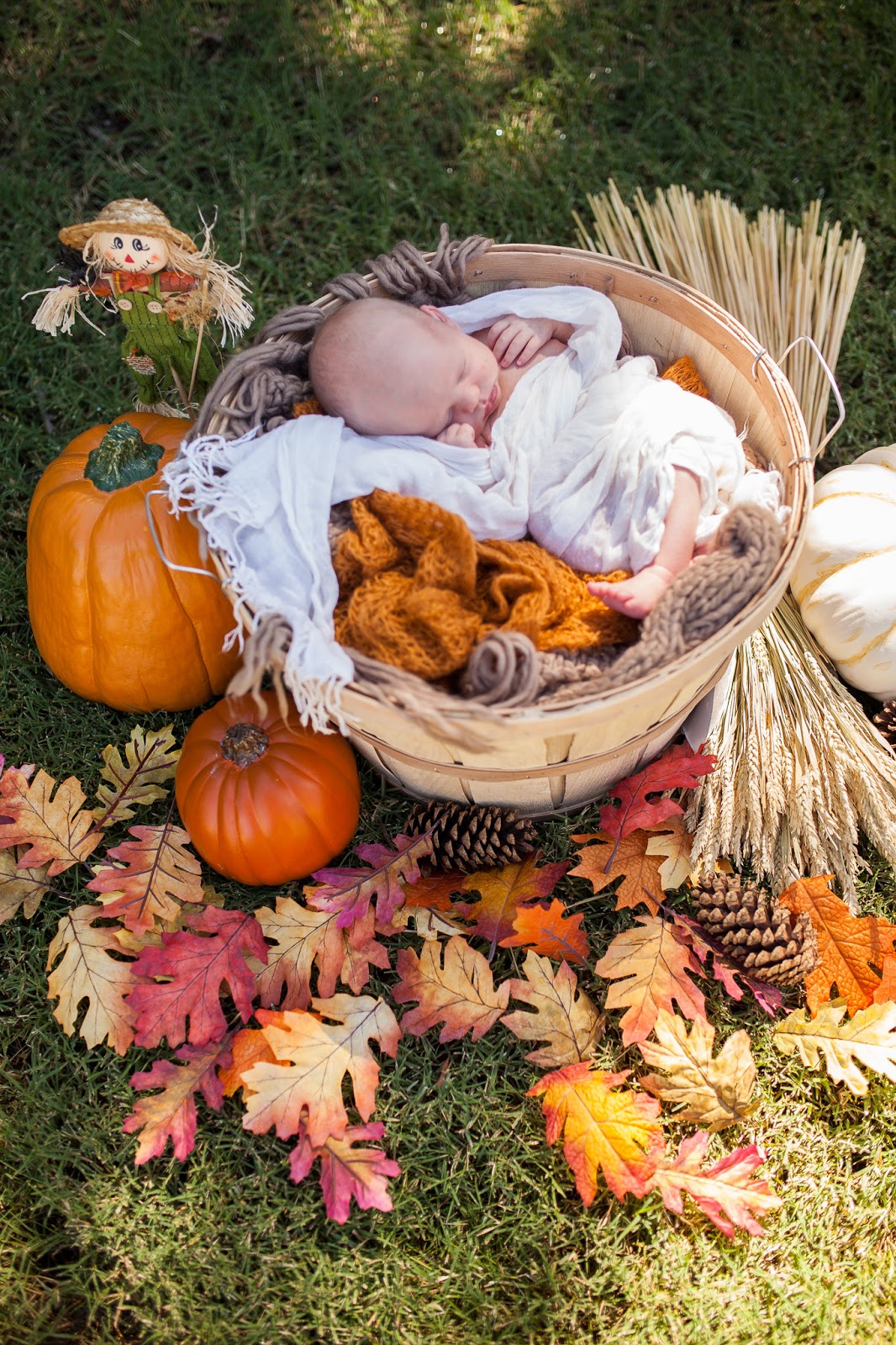 Newborn baby photo shoot: baby swaddled in a basket with fall leaves and pumpkins in the foreground. 