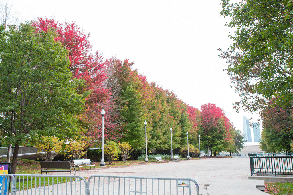 Chicago in the fall. 