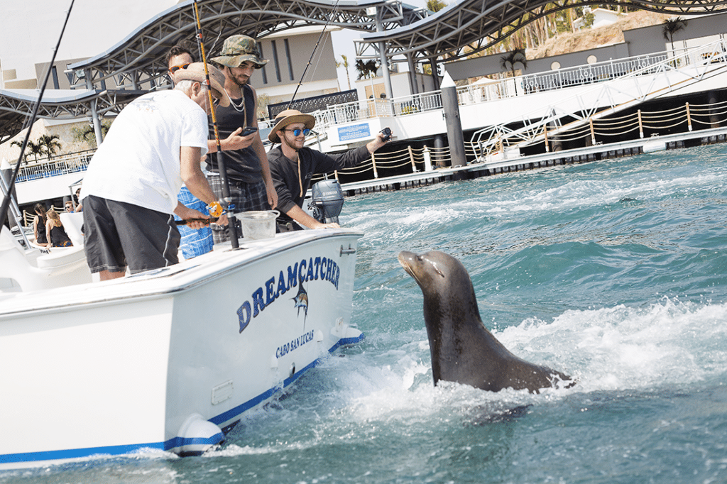 Cabo San Lucas boat tour. 