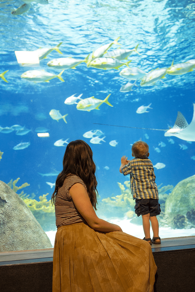 Odysea Aquarium in Scottsdale. 