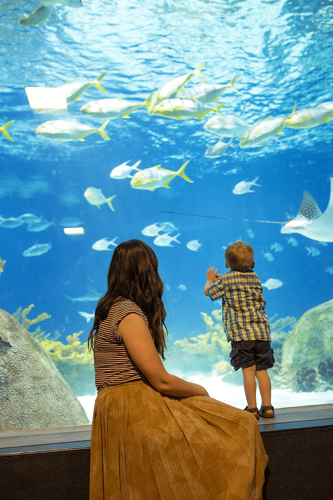 family date idea: this fun aquarium family activity is perfect for kids of all ages, and makes family fun so easy