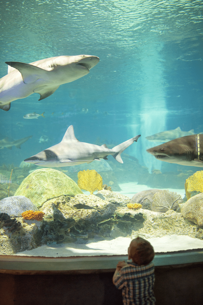 Odysea Aquarium shark tank. 