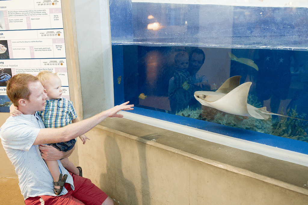 family date idea: this fun aquarium family activity is perfect for kids of all ages, and makes family fun so easy 