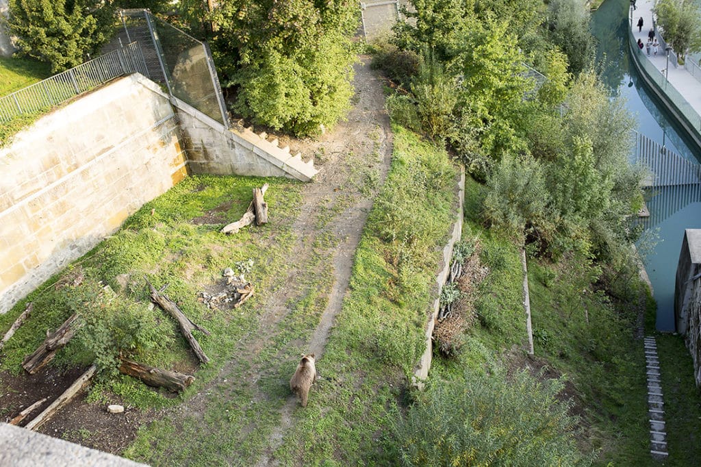 The bear pits in Bern Switzerland. 