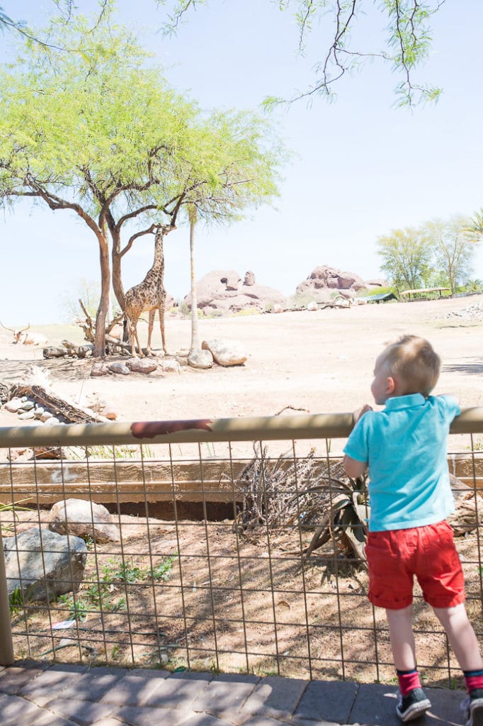 Phoenix zoo with toddlers. 