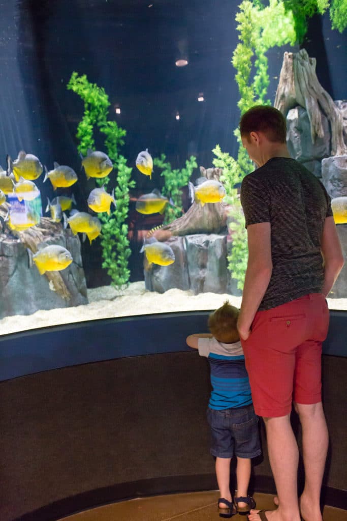 Scottsdale OdySea Aquarium. 