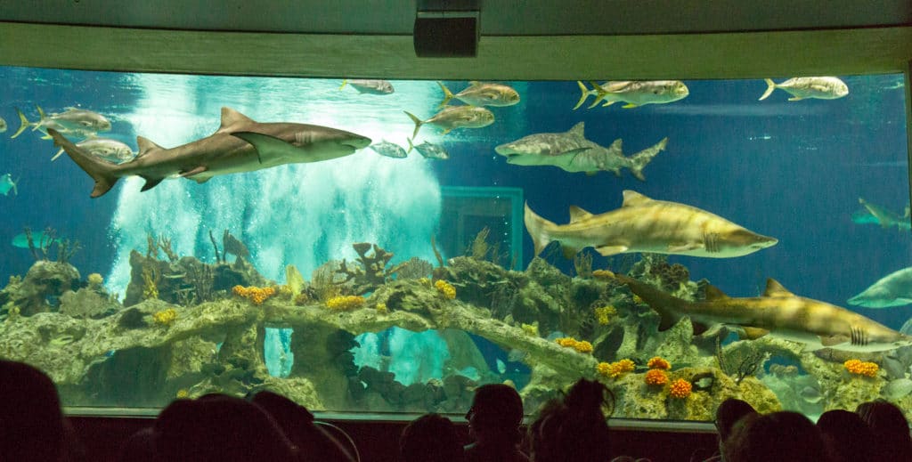 Arizona aquarium. 