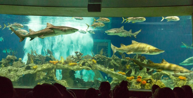 Odysea Aquarium