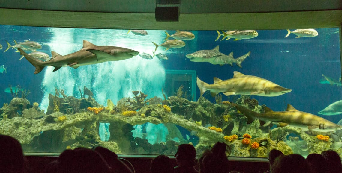 Odysea Aquarium in Scottsdale Arizona. 