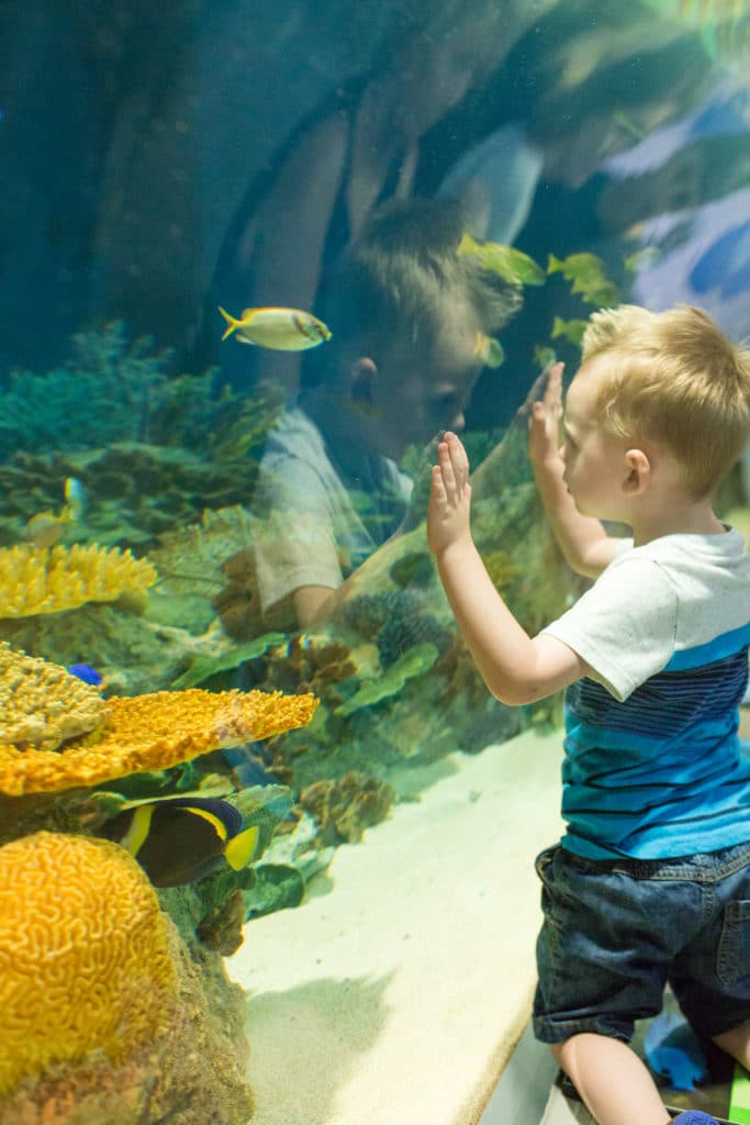 Best places to take kids in Phoenix: trip to the Odysea aquarium. 