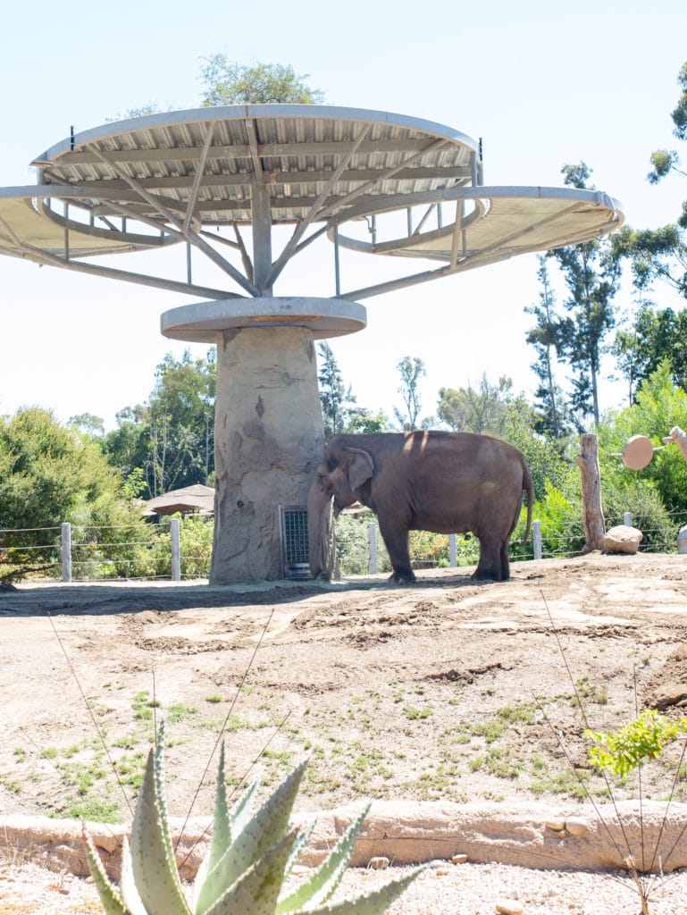 San Diego Zoo tips