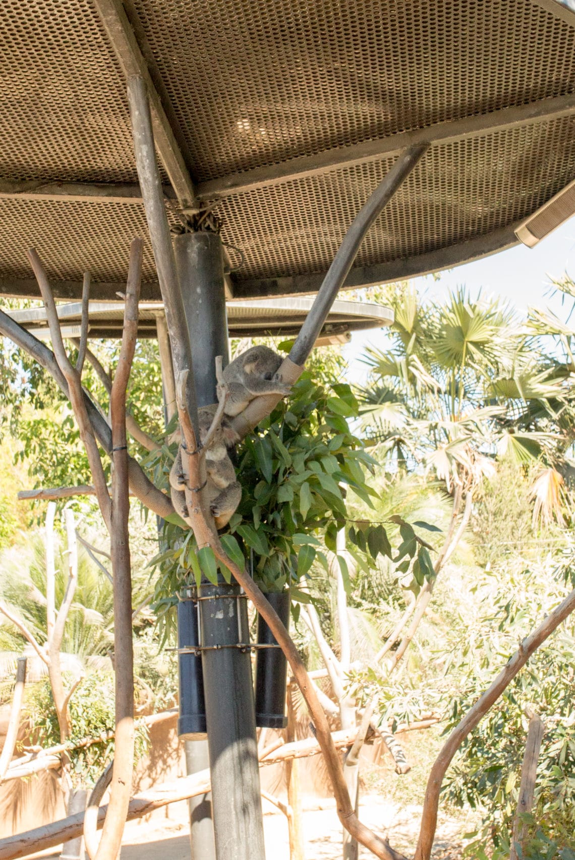 San Diego Zoo San Diego Zoo Discount Tickets Friday We re In Love San diego zoo san diego zoo discount tickets friday we re in love