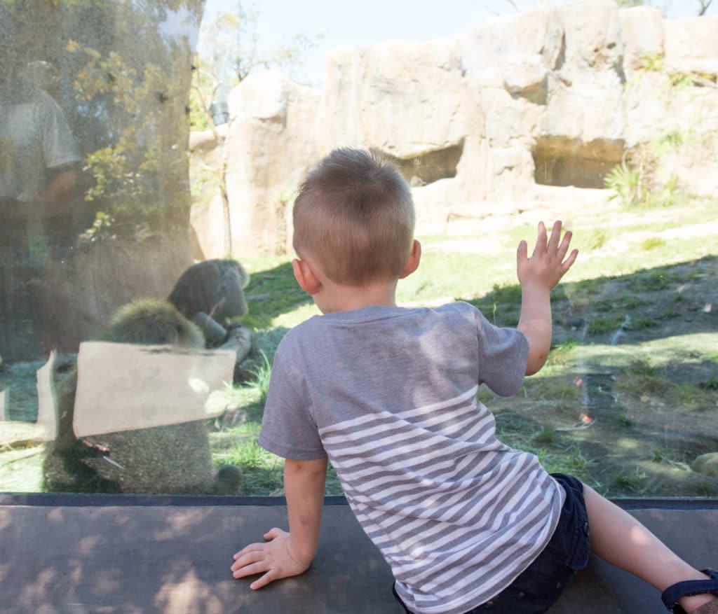 Visiting the San Diego Zoo