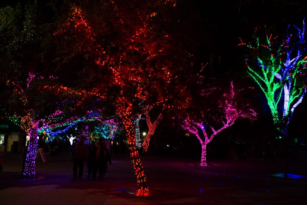 Phoenix Zoo at Christmas. 