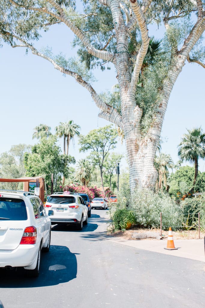 Drive Through Zoo