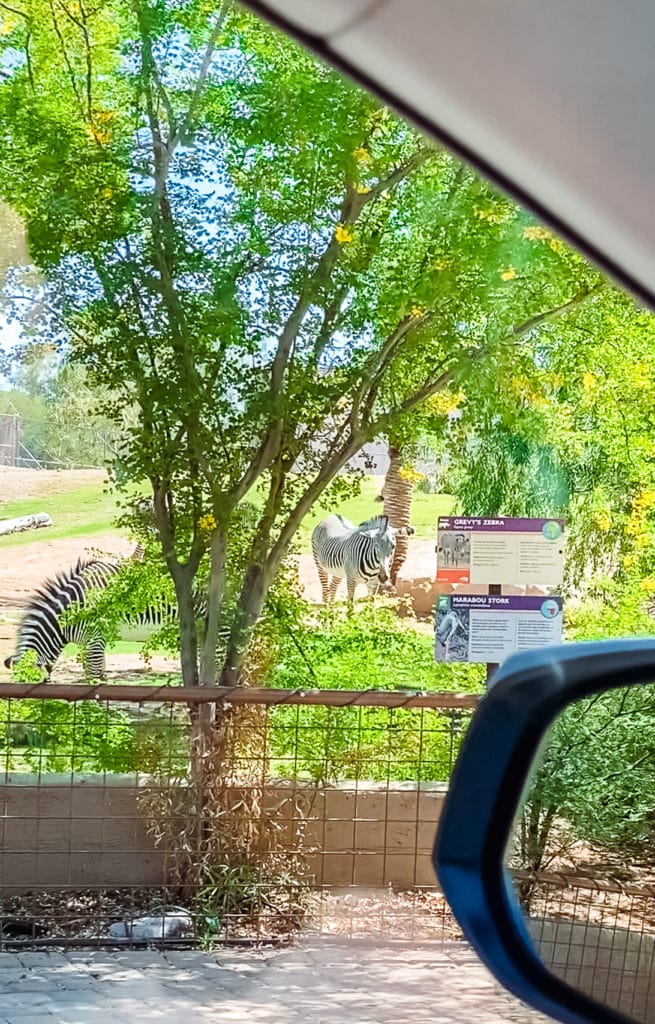 Drive Through Zoo 